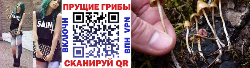 Галлюциногенные грибы GOLDEN TEACHER Новосиль